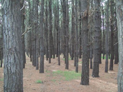 Bosque