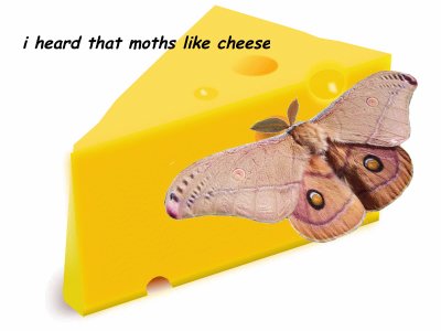 c he e se