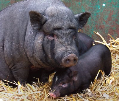 Scrofa