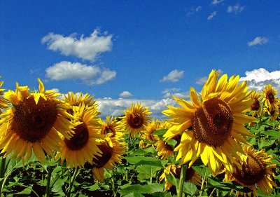 Sunflower jigsaw puzzle