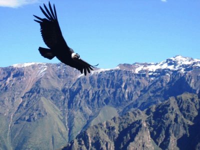 Cóndor en Cañón del Colca.