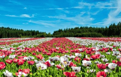 tapete de flores