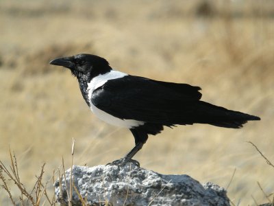 Corvo bianco e nero