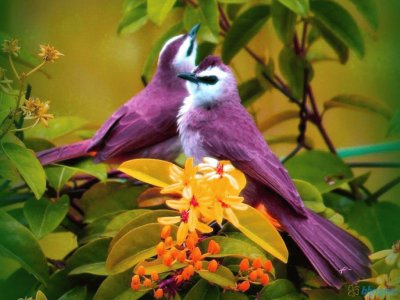 two birds jigsaw puzzle