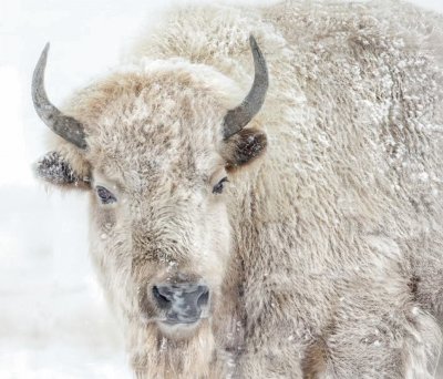 white buffalo jigsaw puzzle