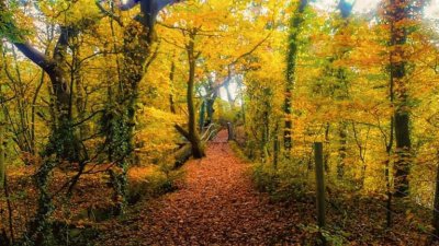 country lane jigsaw puzzle