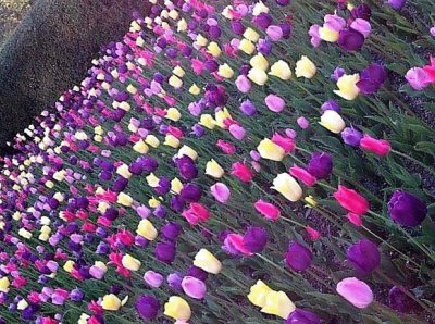 flores