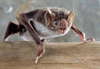 Vampiro di azara