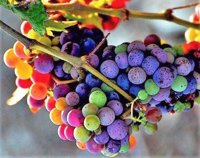 frutas