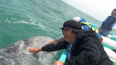 Laguna San Ignacio BCS