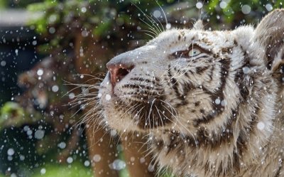 tiger and snow
