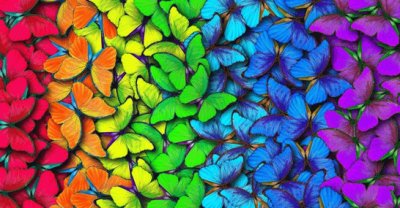 Colorful Butterflies