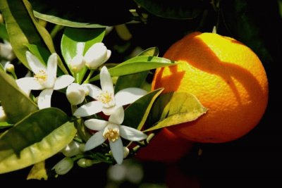 flor de laranjeira jigsaw puzzle