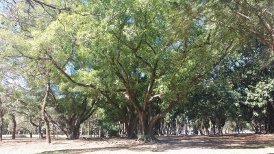 Bosque Parque Ibirapuera