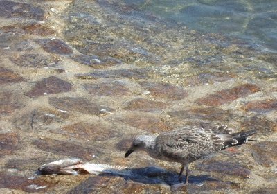 Diner les pieds dans l 'eau