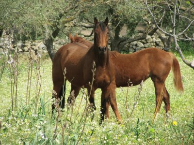 פאזל של 2 cavalli