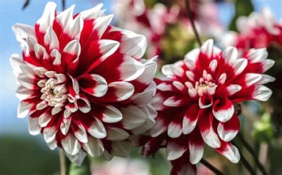 dahlias