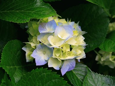 rosa gt