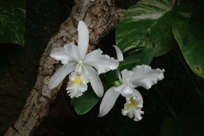 פאזל של orchids