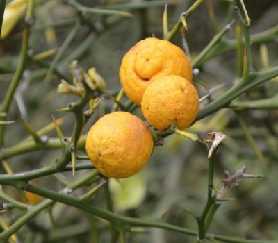 פאזל של citrus