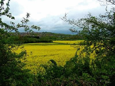 Rapeseed jigsaw puzzle