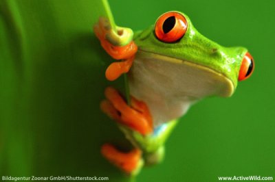 פאזל של red-eyed frog