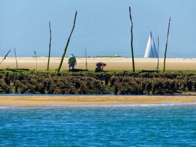 ostreiculteurs sur le banc d  'arguin