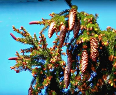 Pine Cones in Black Forest Germany