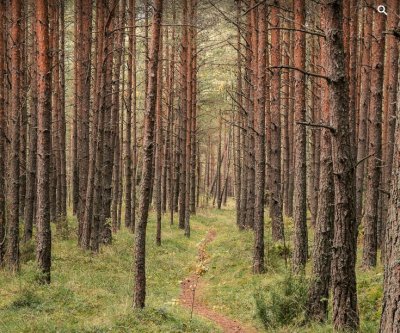 פאזל של Trees