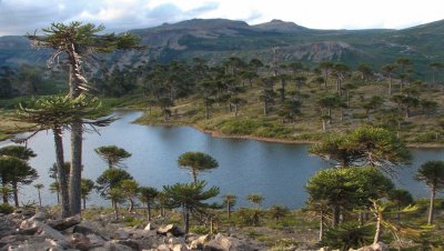 alumine neuquen argentina