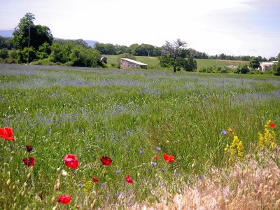 printemps aux coquelicots jigsaw puzzle