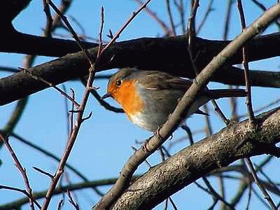 Robin jigsaw puzzle