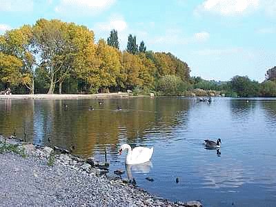 Attenborough Nature Reserve jigsaw puzzle