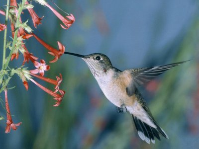 פאזל של colibri