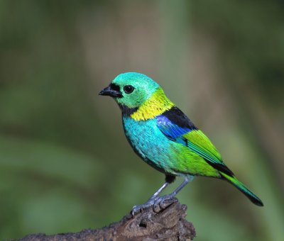 Tangara settecolori