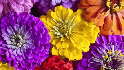 Colorful Zinnia Flowers