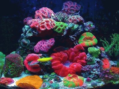 Coral jigsaw puzzle
