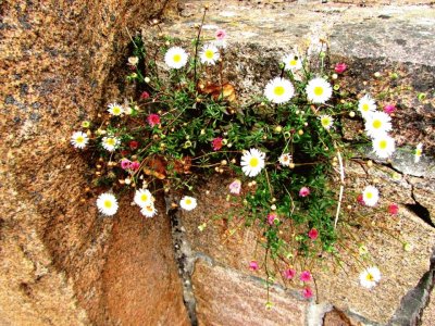 Mauer-BlÃ¼mchen jigsaw puzzle