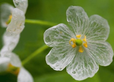 פאזל של FLORES: FLOR ESQUELETO