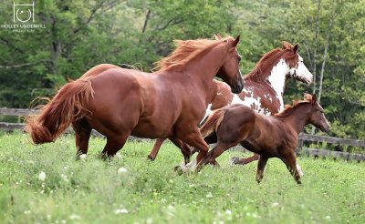 Horse family jigsaw puzzle