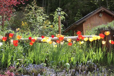 cabaÃ±a y tulipanes