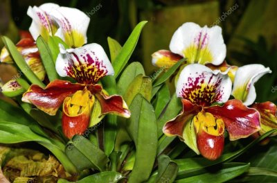 FLORES: ORQUÃDEA SAPATINHO jigsaw puzzle