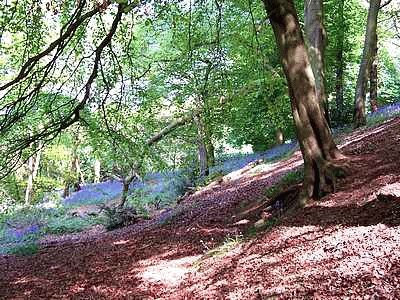 Dale Bluebells