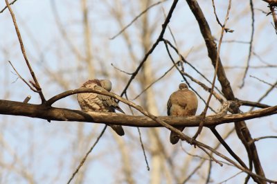 palomas torcazas