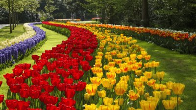 Beautiful Flower Field-Amsterdam