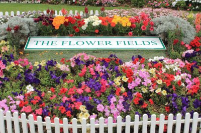 The Flower Fields-Carlsbad, CA jigsaw puzzle