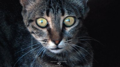 cat 's eyes jigsaw puzzle