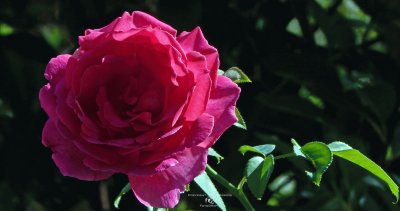 Red rose jigsaw puzzle