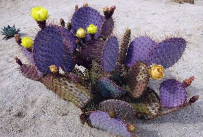 NOPAL MORADO