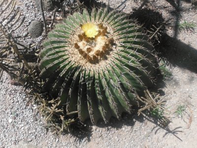 פאזל של cactus